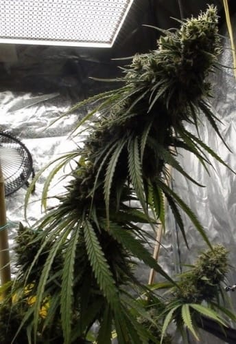 showing Dairy – 12/12 Photoperiod – Mostly Sativa – image 2 – Seed City