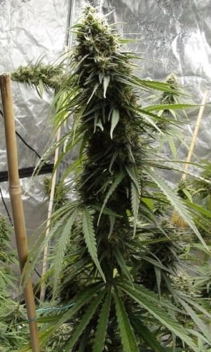 C5 Haze x Kali China from Ace Seed bank