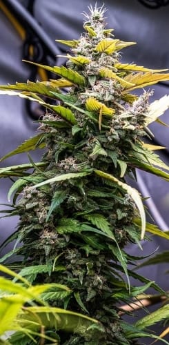 showing Psychedelic – 12/12 Photoperiod – Outdoor – image 3 – Seed City