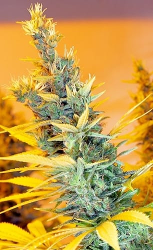 Female seeds – Mostly Sativa – Large yield – C5 Haze x Kali China strain – image 5 – from Ace Seed bank via Seed City