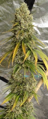 C5 Haze x Kali China cannabis seeds – Resistant to Mould – Psychedelic – Female seeds – image 6 from Seed City