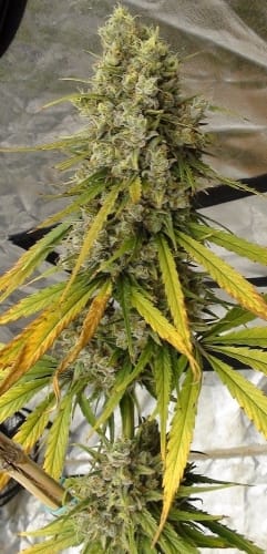 C5 Haze x Kali China from Ace Seed bank