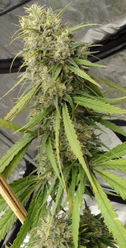 showing Dairy – Beginning of November – Large yield – image 7 – Seed City