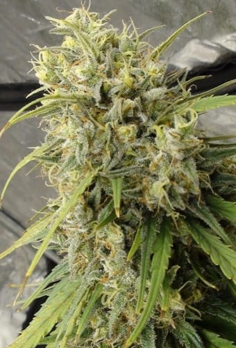 C5 Haze x Kali China by Ace Seed bank – Large yield – Female seeds – Resistant to Mould – image 8 – Seed City