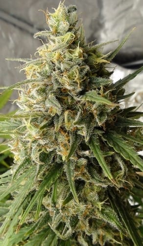 Image 9 of C5 Haze x Kali China cannabis by Ace Seed bank – 12/12 Photoperiod – Psychedelic – Outdoor – Seed City
