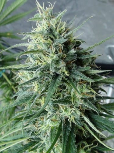 12/12 Photoperiod – Female seeds – Dairy – C5 Haze x Kali China strain – image 10 – from Ace Seed bank via Seed City
