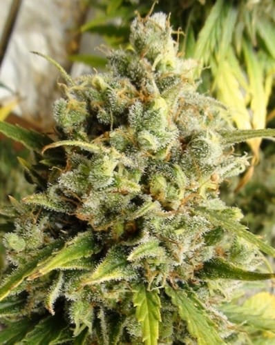 Image 11 of C5 Haze x Kali China cannabis by Ace Seed bank – Dairy – Mostly Sativa – 12/12 Photoperiod – Seed City