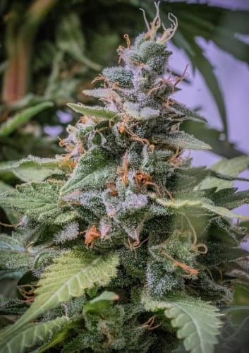 Image 12 of C5 Haze x Kali China cannabis by Ace Seed bank – Outdoor – 12/12 Photoperiod – Mostly Sativa – Seed City