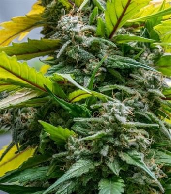 Image 13 of C5 Haze x Kali China cannabis by Ace Seed bank – 12/12 Photoperiod – Psychedelic – Female seeds – Seed City