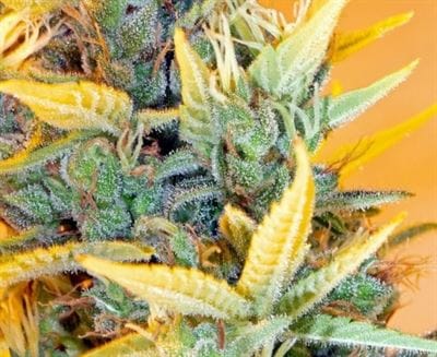 C5 Haze x Kali China by Ace Seed bank – Dairy – Outdoor – Large yield – image 14 – Seed City