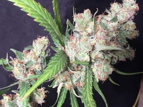 C5 Haze x Kali China from Ace Seed bank