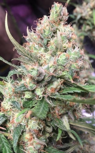 showing 12/12 Photoperiod – Female seeds – Dairy – image 15 – Seed City