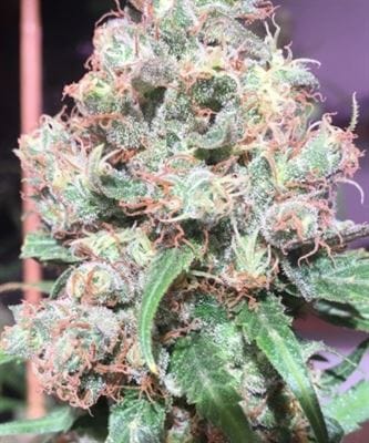 C5 Haze x Kali China from Ace Seed bank