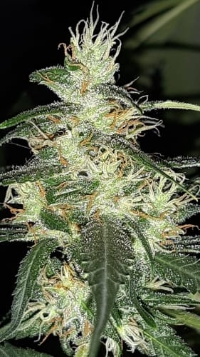 showing Psychedelic – 12/12 Photoperiod – Large yield – image 16 – Seed City