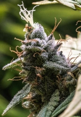 Mostly Sativa – Resistant to Mould – Outdoor – C5 Haze x Kali China strain – image 18 – from Ace Seed bank via Seed City