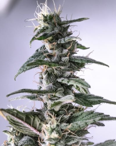 C5 Haze x Kali China from Ace Seed bank