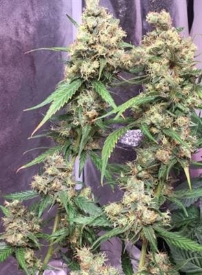 Image 20 of C5 Haze x Kali China cannabis by Ace Seed bank – Beginning of November – Outdoor – Large yield – Seed City