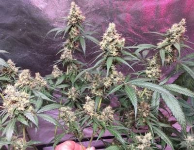 C5 Haze x Kali China by Ace Seed bank – 12/12 Photoperiod – Mostly Sativa – Large yield – image 21 – Seed City