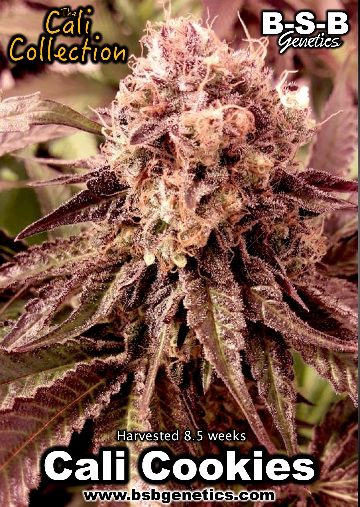Feminized – Indoor-friendly – Nausea – Cali Cookies strain – image 3 – from BSB Genetics via Seed City
