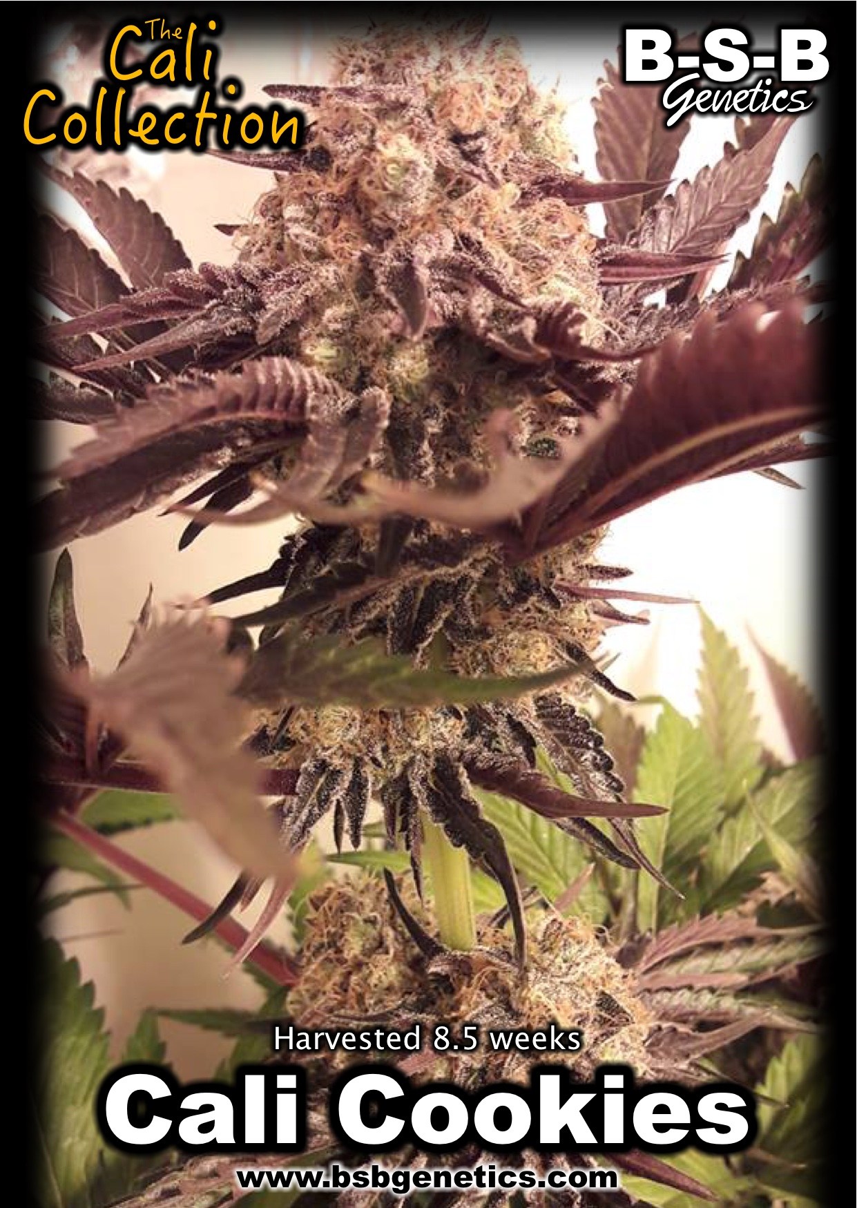 Cali Cookies from BSB Genetics