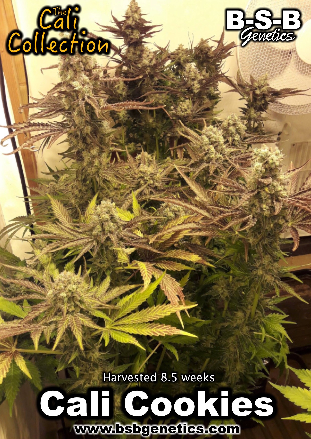 Cali Cookies cannabis seeds – Indoor-friendly – Indica Dominant – Minty – image 5 from Seed City