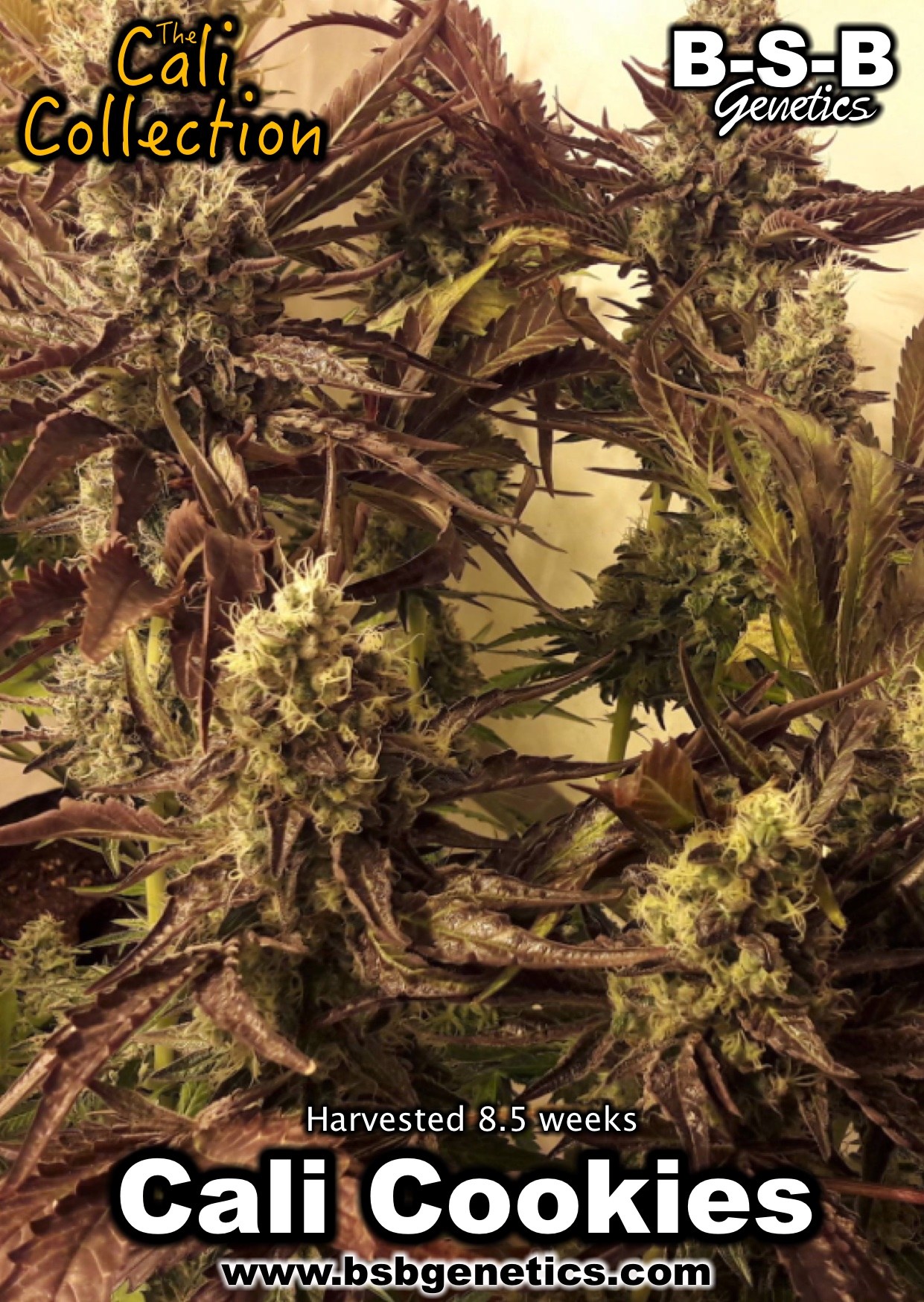 Image 6 of Cali Cookies cannabis by BSB Genetics – Nausea – Minty – Indoor-friendly – Seed City