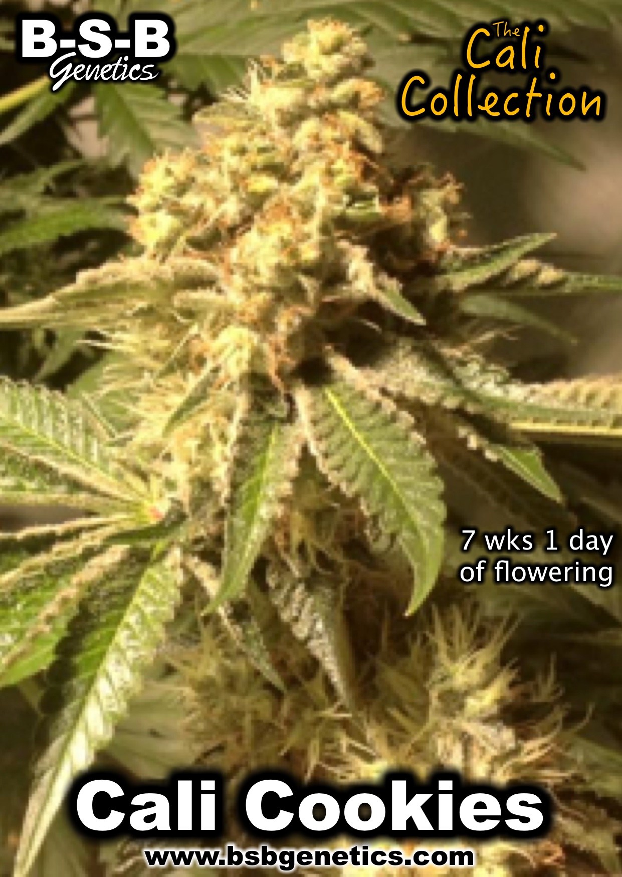 Indica Dominant – Feminized – Super Strength – Cali Cookies strain – image 9 – from BSB Genetics via Seed City