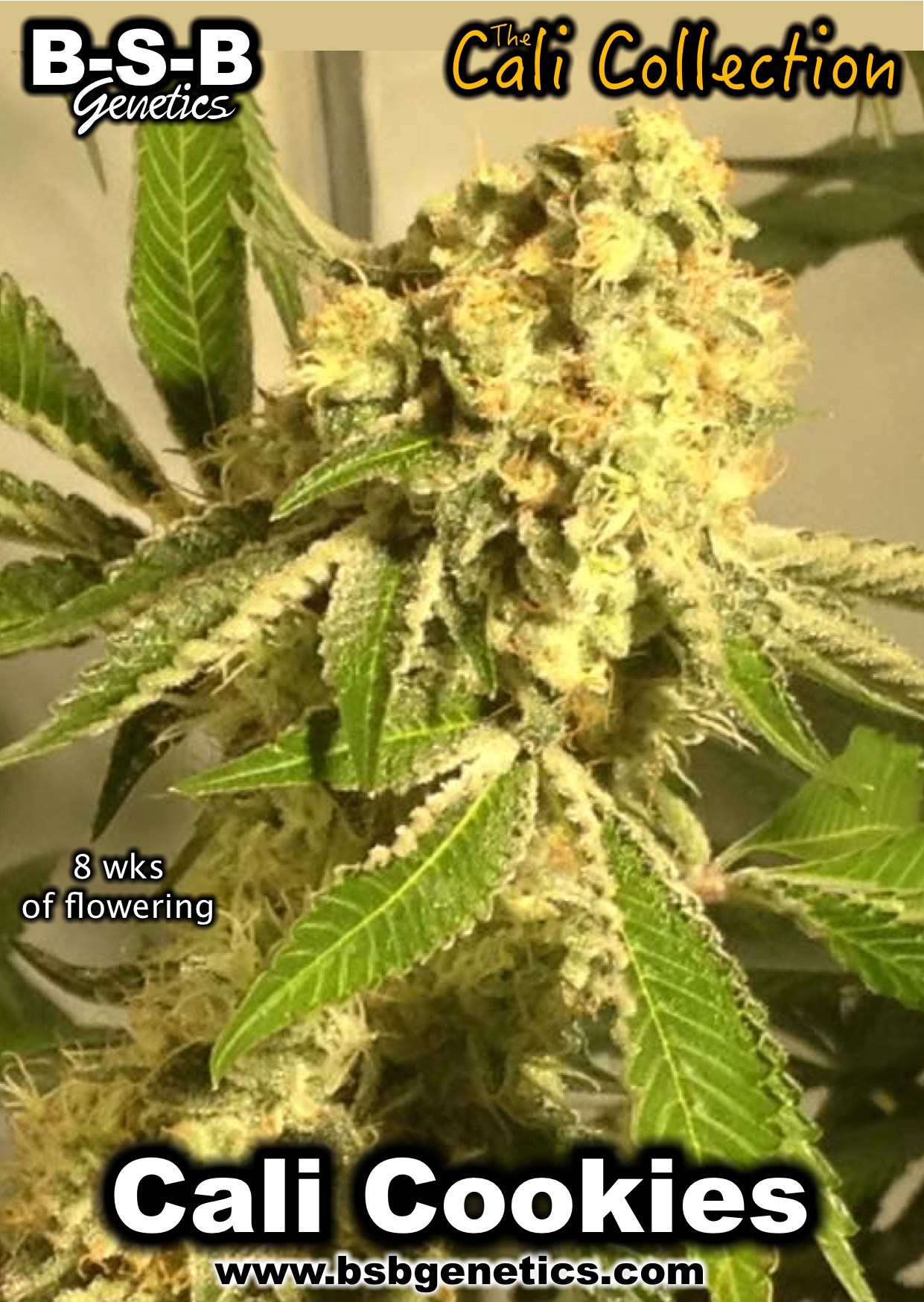 Image 10 of Cali Cookies cannabis by BSB Genetics – Feminized – Indoor-friendly – Super Strength – Seed City