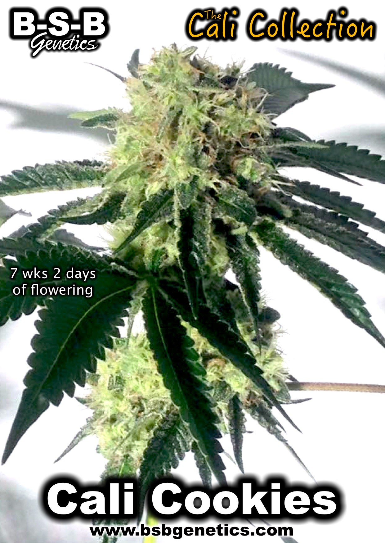 Cali Cookies cannabis seeds – Indica Dominant – 12/12 Photoperiod – Super Strength – image 12 from Seed City