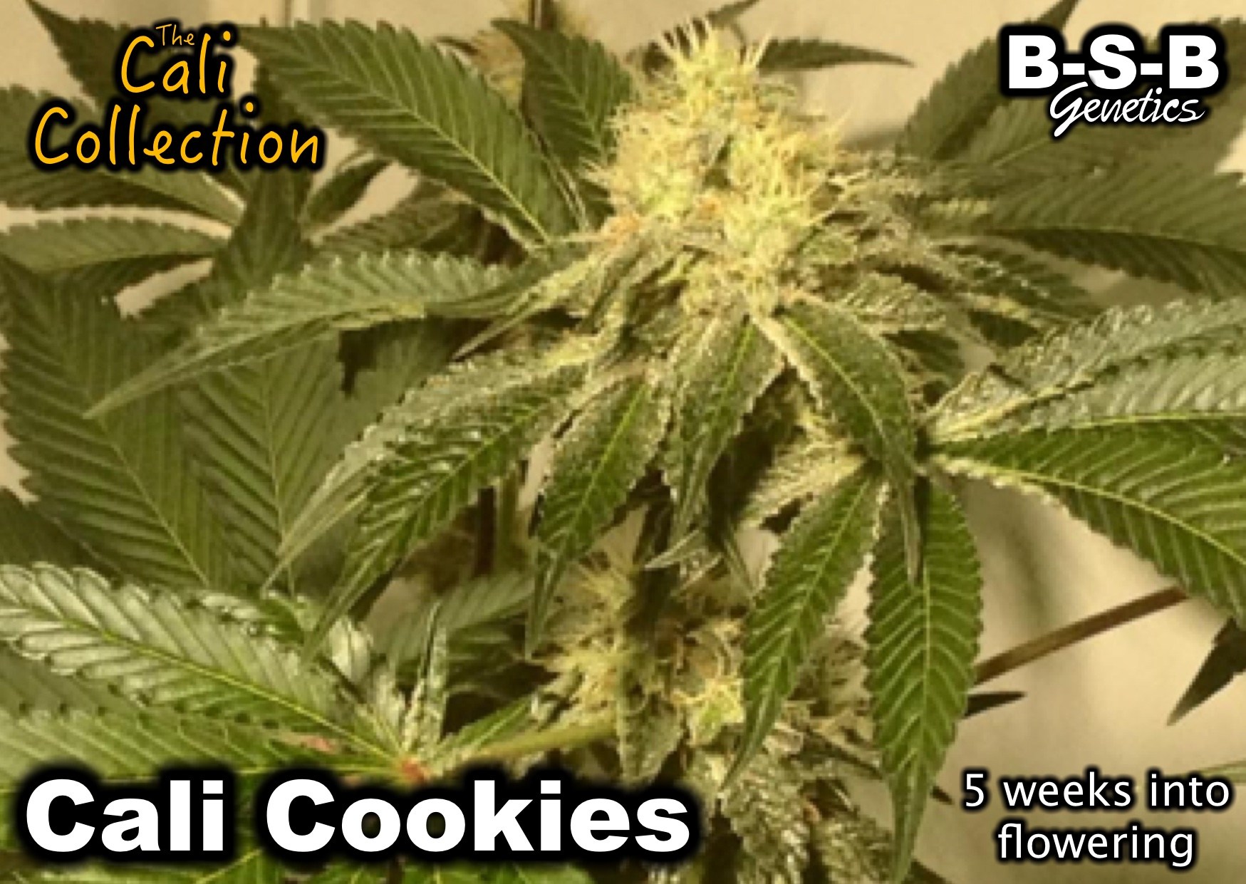 Cali Cookies by BSB Genetics – Nausea – Indica Dominant – Indoor-friendly – image 13 – Seed City