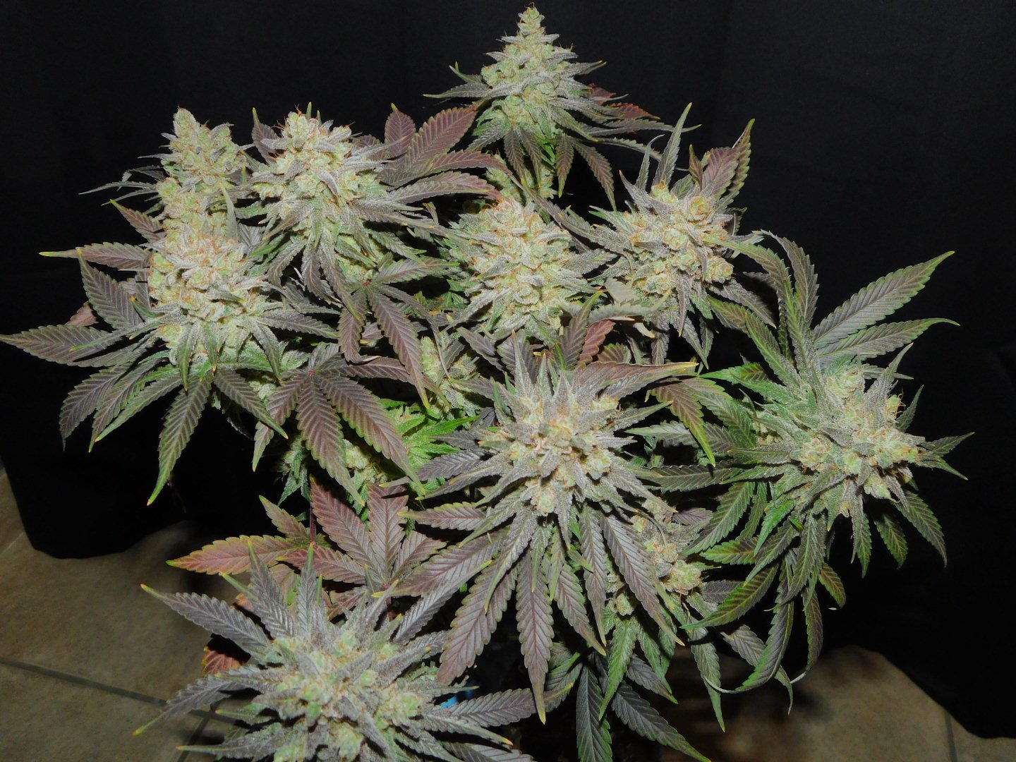 Image 2 of Cali OG Kush cannabis by BSB Genetics – 12/12 Photoperiod – Indoor-friendly – Indica Dominant – Seed City