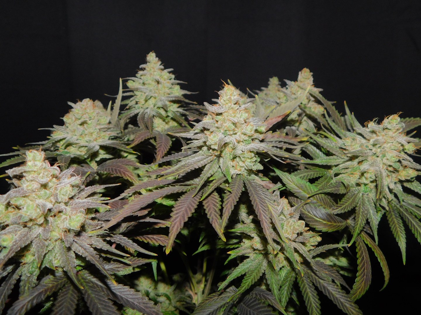Image 3 of Cali OG Kush cannabis by BSB Genetics – Lemon – Indoor-friendly – Relaxing – Seed City