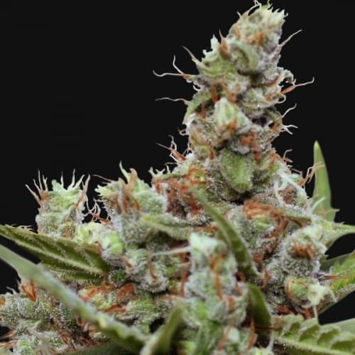 CBD Blue Shark cannabis seeds – Beginning of October – High CBD – Cheese – image 2 from Seed City