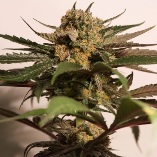 Cheese – High CBD – Resistant to Mould – CBD Blue Shark strain – image 3 – from Barneys Farm Seeds via Seed City