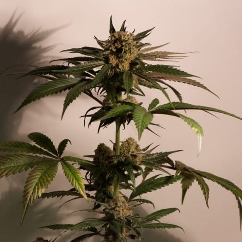 CBD Blue Shark from Barneys Farm Seeds
