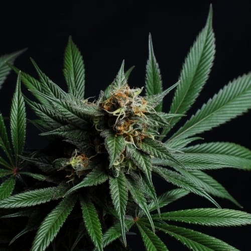 showing Female seeds – Nausea – 12/12 Photoperiod – image 4 – Seed City