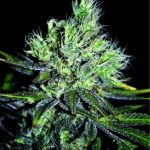 CBD Sweet 'n Sour Widow from Seedsman Seeds