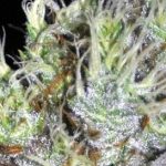 showing Tall (140cm plus) – Regular – Sour – image 2 – Seed City