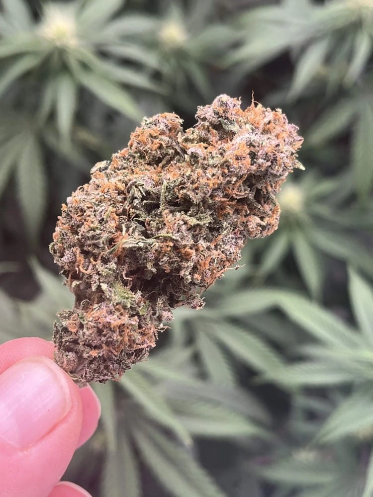 Image 8 of Sour Jealousy Auto cannabis by FastBuds – Floral – Large yield – Indoor – Seed City