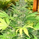 Feminized – 12/12 Photoperiod – Large yield – Exodus strain – image 2 – from Seedism Seeds via Seed City
