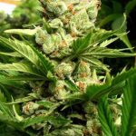 Exodus from Seedism Seeds