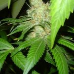 CheeseWreck cannabis seeds – Mostly Sativa – Indoor – Female seeds – image 6 from Seed City