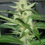 Image 7 of CheeseWreck cannabis by Seedism Seeds – 12/12 Photoperiod – Super Strength – Mostly Sativa – Seed City