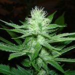 12/12 Photoperiod – Mostly Sativa – Female seeds – CheeseWreck strain – image 8 – from Seedism Seeds via Seed City