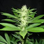 CheeseWreck by Seedism Seeds – Mostly Sativa – 12/12 Photoperiod – Super Strength – image 9 – Seed City