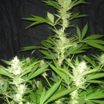 CheeseWreck from Seedism Seeds