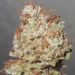 High Yielding – Feminized – Fruity – Cheesy Fruits strain – image 3 – from Ultra Genetics via Seed City