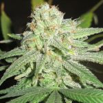 Indoor-friendly – 12/12 Photoperiod – High Yielding – Cheesy Fruits strain – image 2 – from Ultra Genetics via Seed City