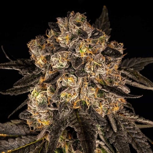 Image 2 of Cherry Fritter cannabis by Cookies Seed Bank – Indoor-friendly – Female seeds – Cherry – Seed City