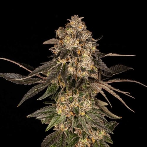 Cherry Fritter by Cookies Seed Bank – 12/12 Photoperiod – Female seeds – Cherry – image 3 – Seed City
